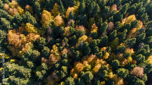 Aerial view of autumn forest full of different trees. Concept for Earth Day.