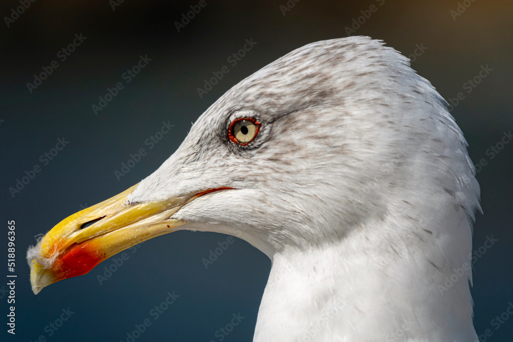 Closeup of a seagull as a portrait with a blurred background Closeup of a seagull as a portrait with a blurred background