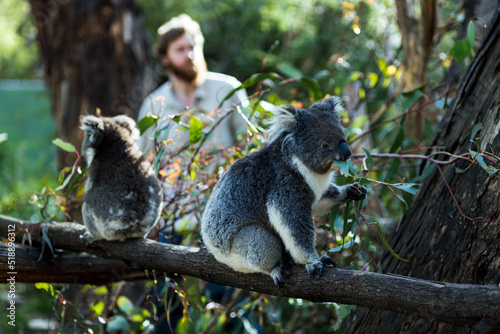 cute koalas in a tree with a zookeeper behind them 