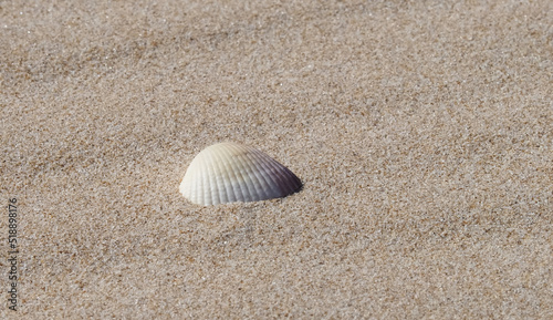 Seashell on a sandy natural beach for background