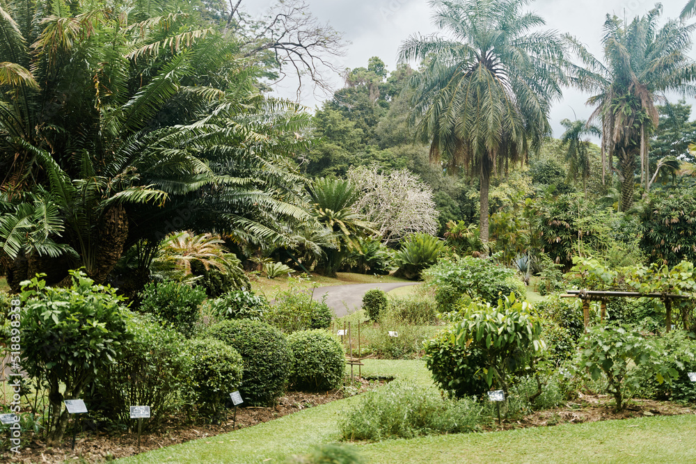 Plants at Royal Botanical Garden Peradeniya in Kandy, Sri Lanka. Beautiful view of palm trees, bushes