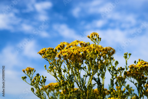 Yellow daisies against a blue sky with clouds © Александр Гичко
