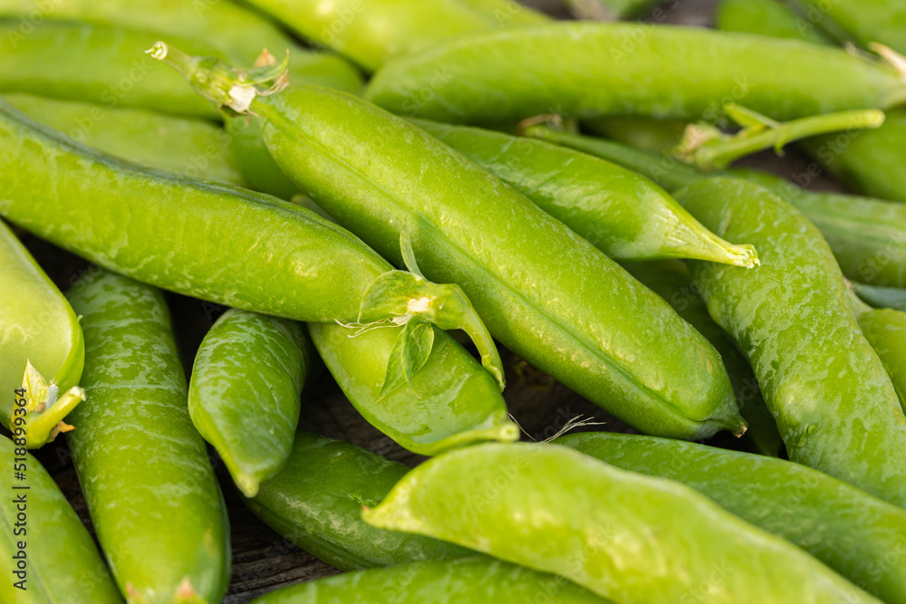 Green garden pea pods on dark wooden background. straight-out-of-the garden peas. Macro, stock photo Green garden pea pods on dark wooden background. straight-out-of-the garden peas. Macro, stock photo