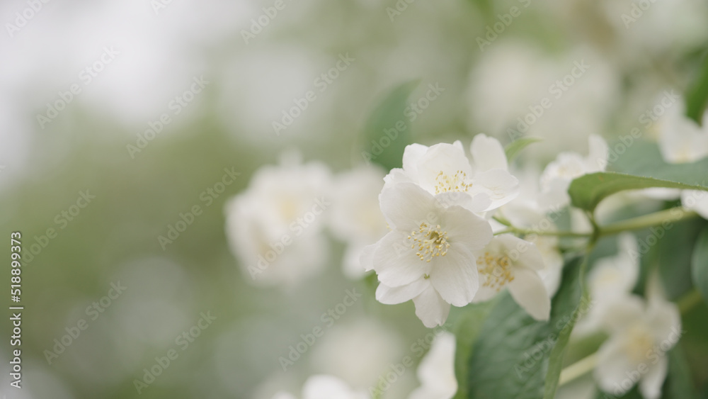 shot of jasmine flowers closeup