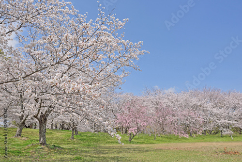 ソメイヨシノの桜並木