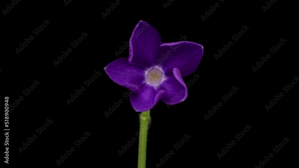 Time-lapse of growing Vinca minor or periwinkle. Violet vinca flowers blooming on black background Time-lapse of growing Vinca minor or periwinkle. Violet vinca flowers blooming on black background