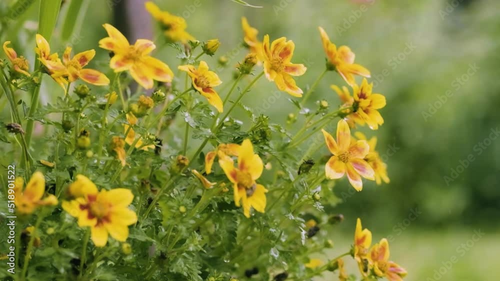 Yellow bidens ferulifolia flowers in the flowerbed. Blooming flower garden close up. Potted biden bush.