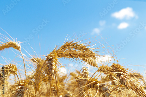 Gold wheat field and blue sky. Crops field. Selective focus