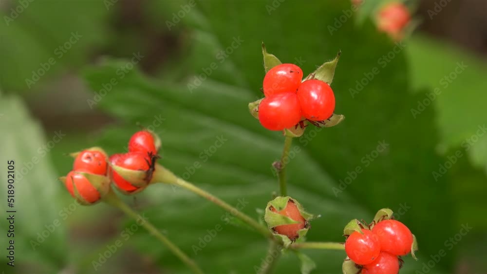 Ripe fruits of the Stone bramble (Rubus saxatilis). Ripe fruits of the Stone bramble (Rubus saxatilis).