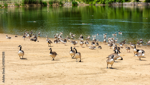 Ducks and Geese at one of the many lakes in Haysden Park in Tonbridge, Kent, England photo