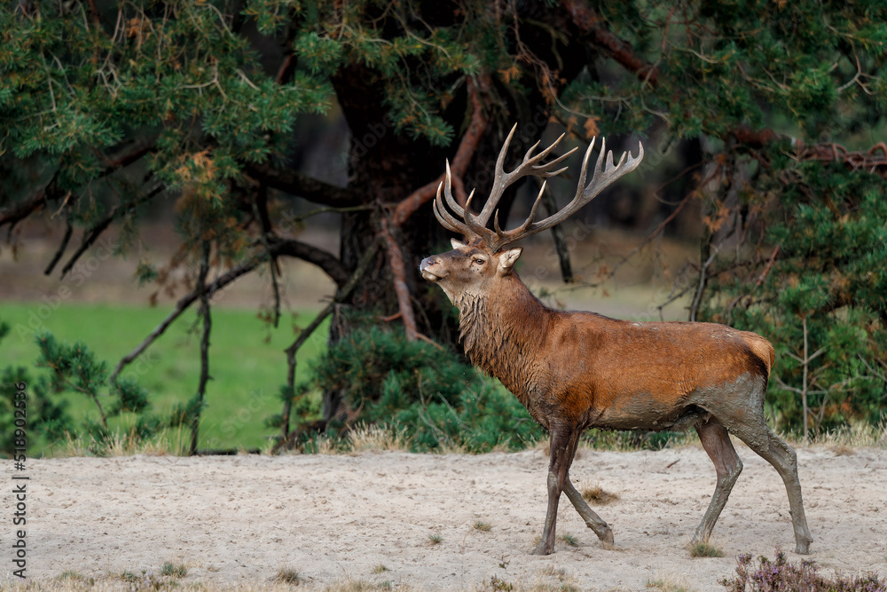 Obraz premium Red deer (Cervus elaphus) stag showing dominant behaviour in the rutting season on a heath field in the forest of National Park Hoge Veluwe in the Netherlands