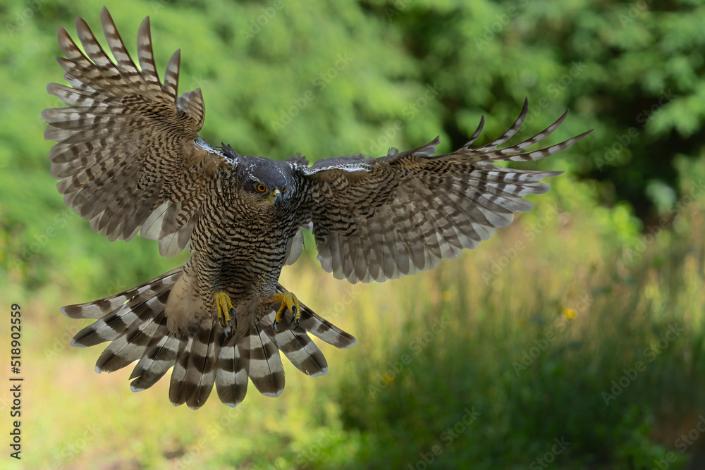 Fototapeta premium Northern goshawk (accipiter gentilis) flying and searching for food in the forest of Noord Brabant in the Netherlands