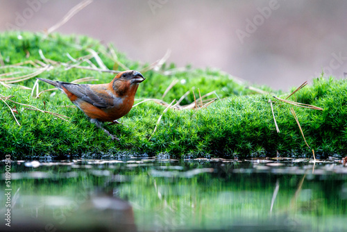 Red crossbill or common crossbill (Loxia curvirostra), a small passerine bird in the finch family, coming for a drink in a pond in the forest in the Netherlands photo