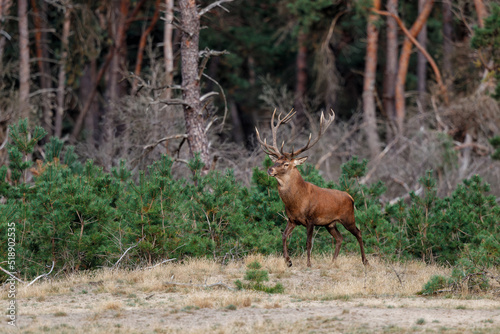 Red deer  Cervus elaphus  stag showing dominant behaviour in the rutting season on a heath field in the forest of National Park Hoge Veluwe in the Netherlands
