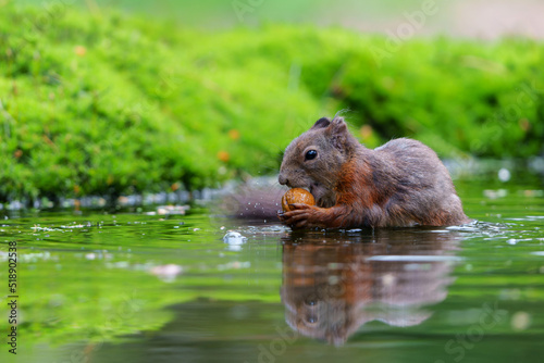 Eurasian red squirrel (Sciurus vulgaris) searching for food in the forest in the Netherlands.     