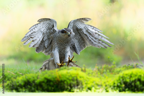 Northern goshawk (accipiter gentilis) flying and searching for food in the forest of Noord Brabant in the Netherlands