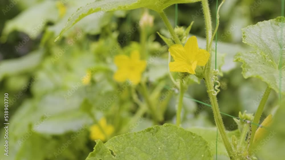 Blooming cucumber bush close up. Cucumber blossom and little pickles in the vegetable garden. Homegrown cucumber on the backyard. Home gardening concept Blooming cucumber bush close up. Cucumber blossom and little pickles in the vegetable garden. Homegrown cucumber on the backyard. Home gardening concept