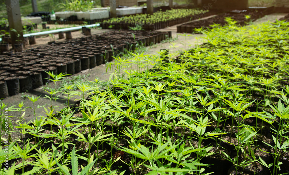 Cannabis plants inside a greenhouse,Hemp plant starts inside of a greenhouse Cannabis plants inside a greenhouse,Hemp plant starts inside of a greenhouse