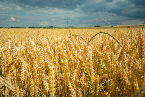 A field of wheat and a cloudy sky
