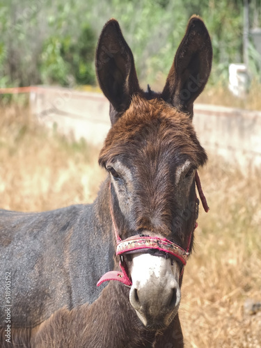 Brown intelligent donkey portrait