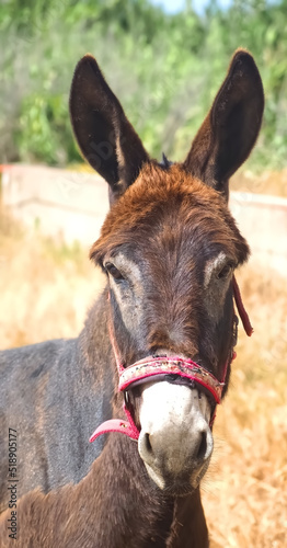 Brown intelligent donkey portrait