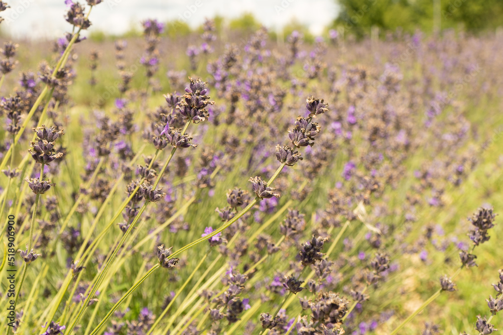 Obraz premium Field with lavender flowers. Many flowers on the background