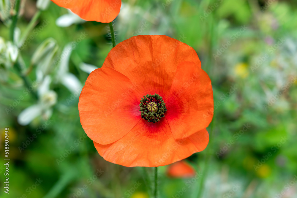 Red poppy (papaver rhoeas) a common wild garden red flower plant used in armistice remembrance day celebrations and is often called corn poppy, stock photo image