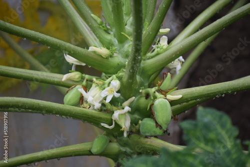 Papaya trees with flower and bloom in rainy weather