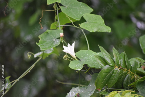 White village flower in rainy weather