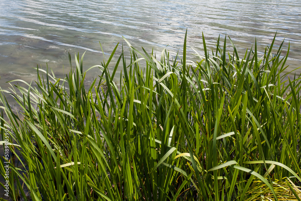 Fototapeta premium Background image of water in the river and tall green grass on the shore of the reservoir, for your design or other decorations.