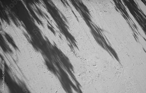 shadow of a tree on the ground
