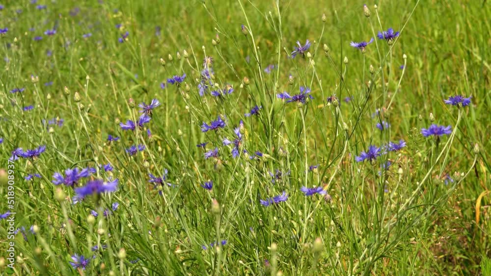 Bright white and blue flowers grow in a summer field. Bright white and blue flowers grow in a summer field.