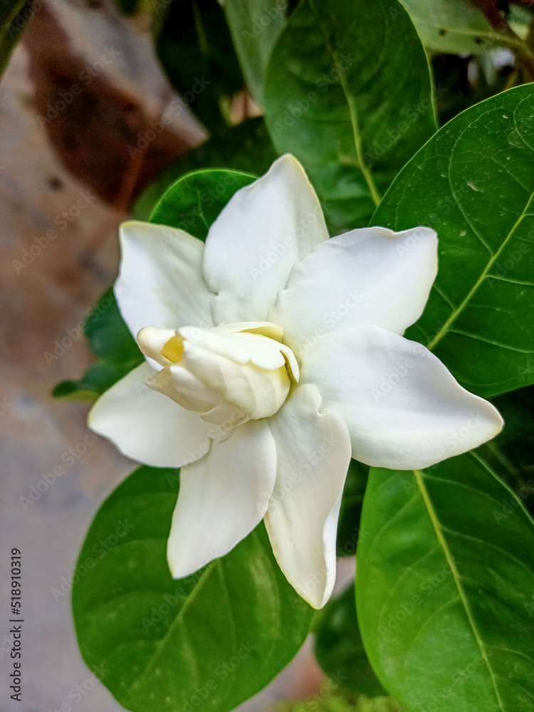 A beautiful close up image of white Gardenia. A beautiful close up image of white Gardenia.