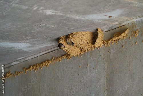 Petrochelidon Pyrrhonota Hirundinidae Cliff Swallow bird nests found under an overpass of a highway photo