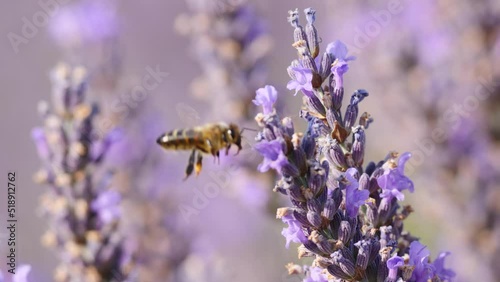 Meadow with blooming lavender and honey bee on flower collecting pollen. Provence in France.