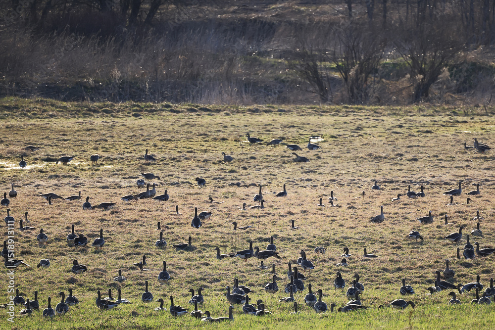 migratory geese flock in the spring in the field migratory geese flock in the spring in the field