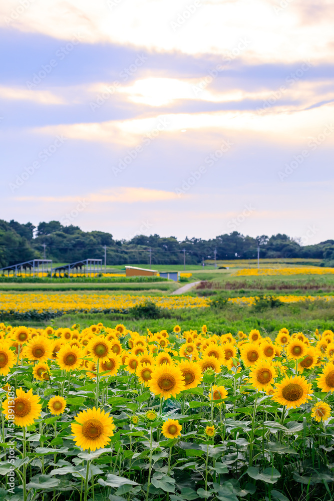 有毛ひまわり畑の夕景　福岡県北九州市　Evening view of a  Arige sunflower field. Fukuoka-ken Kitakyusyu city.