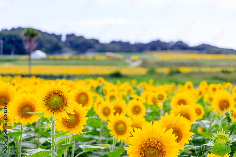 Fototapeta premium 有毛ひまわり畑の夕景 福岡県北九州市 Evening view of a Arige sunflower field. Fukuoka-ken Kitakyusyu city.
