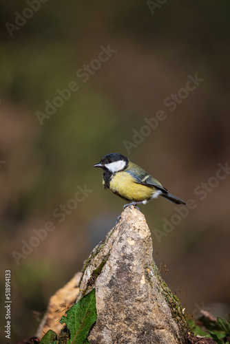 Lovely Spring landscape image of Great Tit bird Parus Major in forest setting with colorful vibrant colors © veneratio