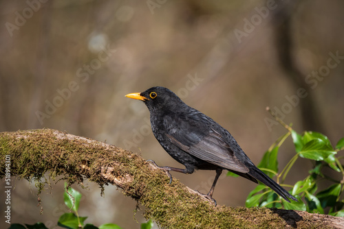 Lovely Spring image of Blackbird Parus Major bird in forest landscape setting