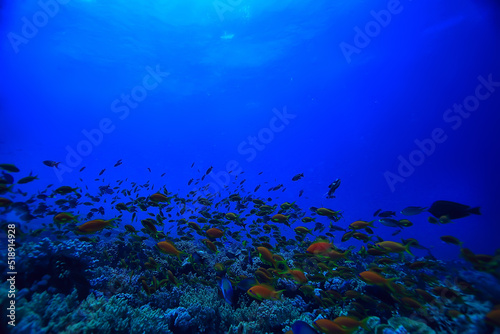 Fototapeta Naklejka Na Ścianę i Meble -  flock of fish in the sea background underwater view