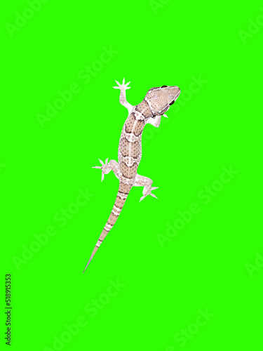 hill gecko reptile isolated on green image