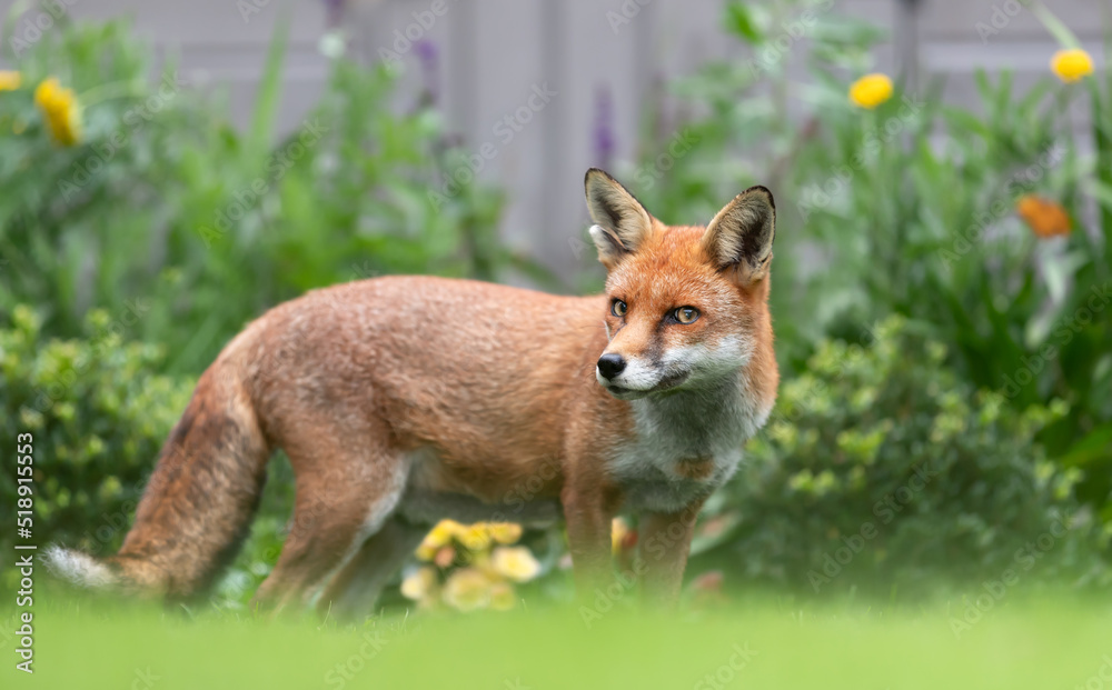 Close up of a red fox standing on green grass in a garden Close up of a red fox standing on green grass in a garden
