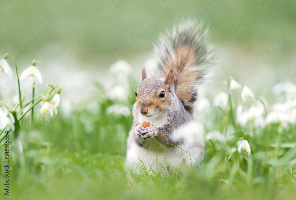 Fototapeta premium Close-up of a Grey Squirrel eating nut in snowdrops