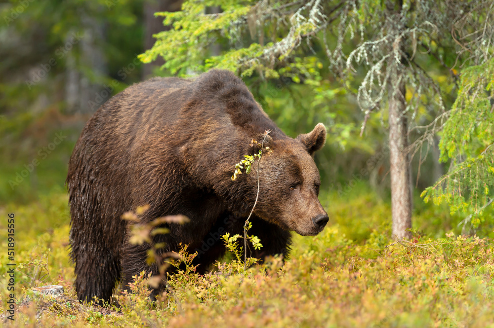 Close up of an Eurasian Brown bear in a forest