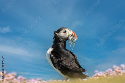 Photo Close up of Atlantic puffin with sand eels in the beak against blue sky