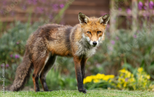 Close up of a red fox standing on green grass in a garden © giedriius