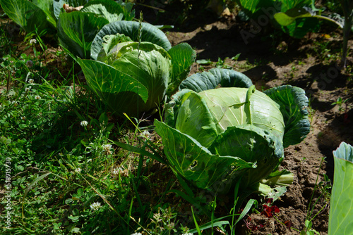 cabbage growing in the garden