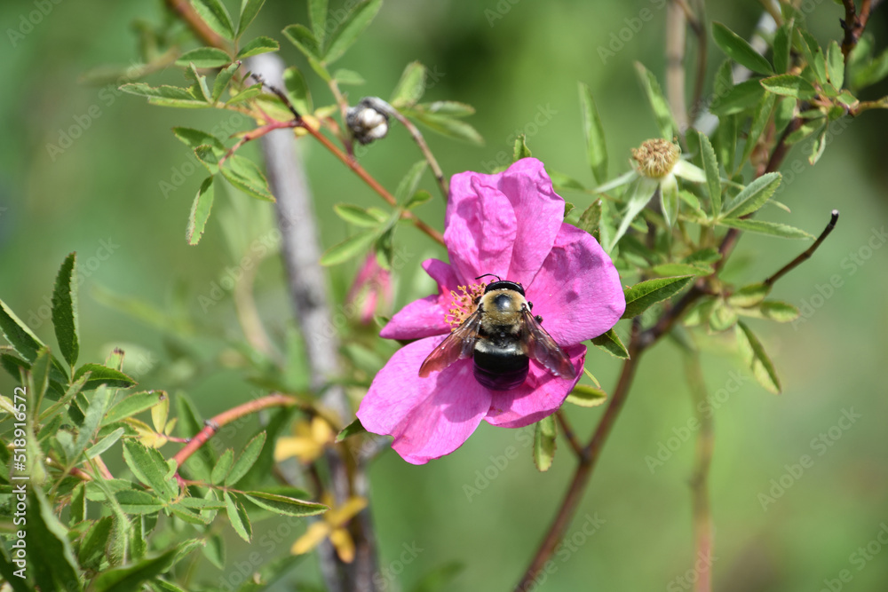 Pollinating Bee on a Pink Blooming Beach Rose Pollinating Bee on a Pink Blooming Beach Rose