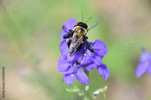 Fantastic Close Up Look at a Pollinating Bee © dejavudesigns